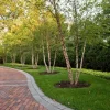 River Birch Multi-Stem Tree Live Plant - Betula nigra - 1 Qt. Pot, 12-18" Tall - Outdoor - Image 1