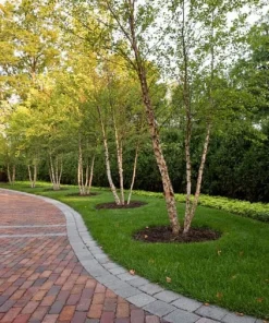 River Birch Multi-Stem Tree Live Plant - Betula nigra - 1 Qt. Pot, 12-18