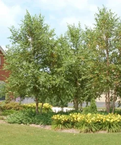 River Birch Multi-Stem Tree Live Plant - Betula nigra - 1 Qt. Pot, 12-18
