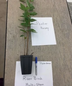 River Birch Multi-Stem Tree Live Plant - Betula nigra - 1 Qt. Pot, 12-18