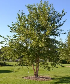 River Birch Tree (Betula nigra) Live Plant - Single Stem, 1 Qt Pot, 12-18