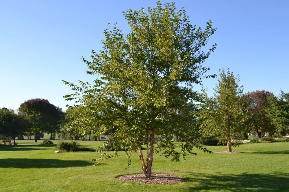River Birch Tree (Betula nigra) Live Plant - Single Stem, 1 Qt Pot, 12-18" Tall - Image 3