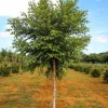 River Birch Tree (Betula nigra) Live Plant - Single Stem, 1 Qt Pot, 12-18" Tall - Image 1