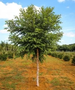 River Birch Tree (Betula nigra) Live Plant - Single Stem, 1 Qt Pot, 12-18