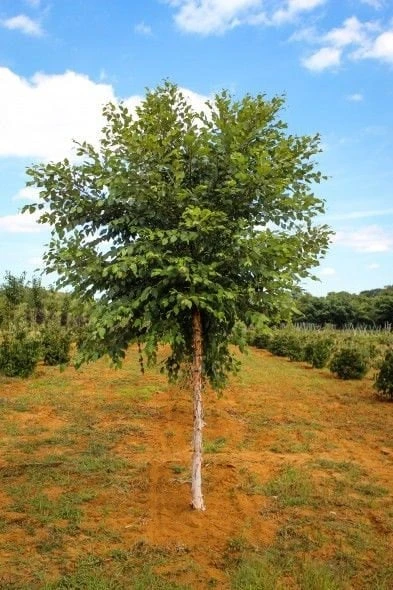 River Birch Tree (Betula nigra) Live Plant - Single Stem, 1 Qt Pot, 12-18" Tall - Image 1