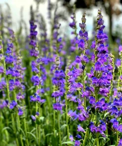 Rocky Mountain Penstemon Flower Seeds - 300 Count, Indigo Blue, Zones 3-9 - Image 2