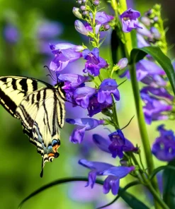 Rocky Mountain Penstemon Flower Seeds - 300 Count, Indigo Blue, Zones 3-9 - Image 3