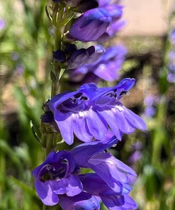 Rocky Mountain Penstemon Flower Seeds - 300 Count, Indigo Blue, Zones 3-9 - Image 4