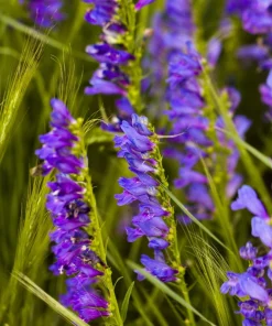 Rocky Mountain Penstemon Flower Seeds - 300 Count, Indigo Blue, Zones 3-9 - Image 5