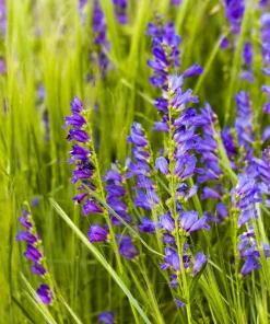 Rocky Mountain Penstemon Flower Seeds - 300 Count, Indigo Blue, Zones 3-9 - Image 6
