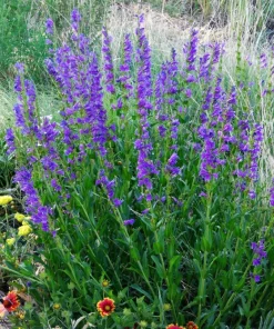 Rocky Mountain Penstemon Flower Seeds - 300 Count, Indigo Blue, Zones 3-9 - Image 8