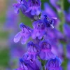 Rocky Mountain Penstemon Flower Seeds - 300 Count, Indigo Blue, Zones 3-9 - Image 1