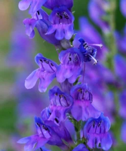 Rocky Mountain Penstemon Flower Seeds - 300 Count, Indigo Blue, Zones 3-9 - Image 1