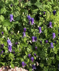 Roguchi Clematis Vine Live Plant - Purple Flowers - 2.5 inch Pot - Outdoor - Image 2