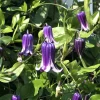 Roguchi Clematis Vine Live Plant - Purple Flowers - 2.5 inch Pot - Outdoor - Image 1