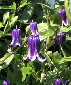 Roguchi Clematis Vine Live Plant - Purple Flowers - 2.5 inch Pot - Outdoor - Image 1
