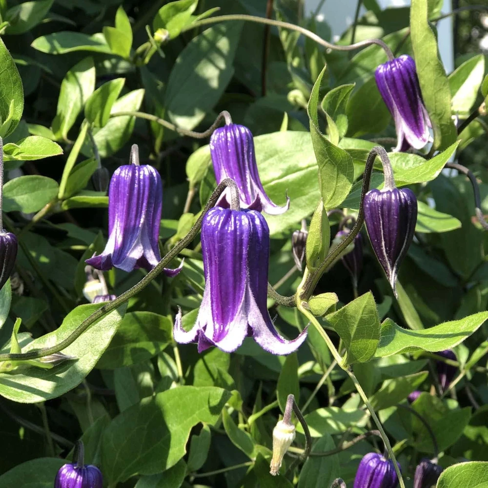 Roguchi Clematis Vine Live Plant - Purple Flowers - 2.5 inch Pot - Outdoor - Image 1