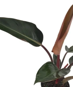 Rojo Congo Philodendron Live Plant – 4 inch Pot – Indoor Tropical Foliage - Image 2