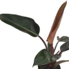 Rojo Congo Philodendron Live Plant – 4 inch Pot – Indoor Tropical Foliage - Image 1
