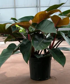 Rojo Congo Philodendron Live Plant – 4 inch Pot – Indoor Tropical Foliage - Image 3