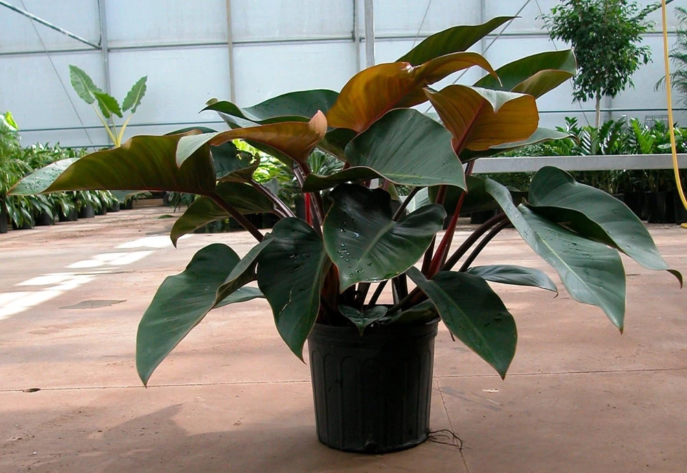 Rojo Congo Philodendron Live Plant – 4 inch Pot – Indoor Tropical Foliage - Image 3