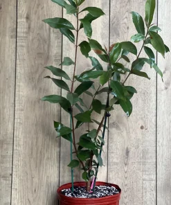 Rollinia Tree in 10