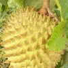 Rollinia Tree in 10" Pot, Exotic fruit tree - Image 1