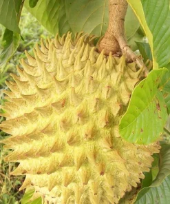 Rollinia Tree in 10
