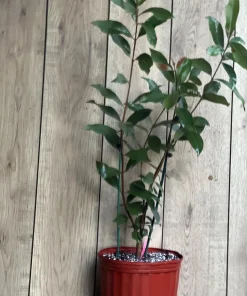 Rollinia Tree in 10