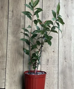 Rollinia Tree in 10
