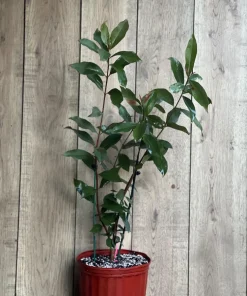 Rollinia Tree in 10