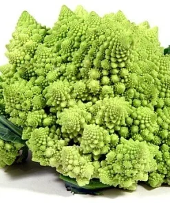 Romanesco Broccoli Seeds - 50 Heirloom Vegetable Seeds for Planting - Image 2