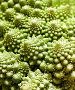 Romanesco Broccoli Seeds - 50 Heirloom Vegetable Seeds for Planting - Image 3