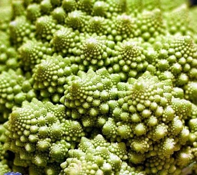 Romanesco Broccoli Seeds - 50 Heirloom Vegetable Seeds for Planting - Image 3