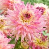 Romantique Decorative Dahlia Root Clump - #1 Size, Blush Blooms - Image 1