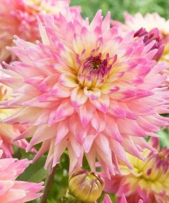 Romantique Decorative Dahlia Root Clump - #1 Size, Blush Blooms - Image 1
