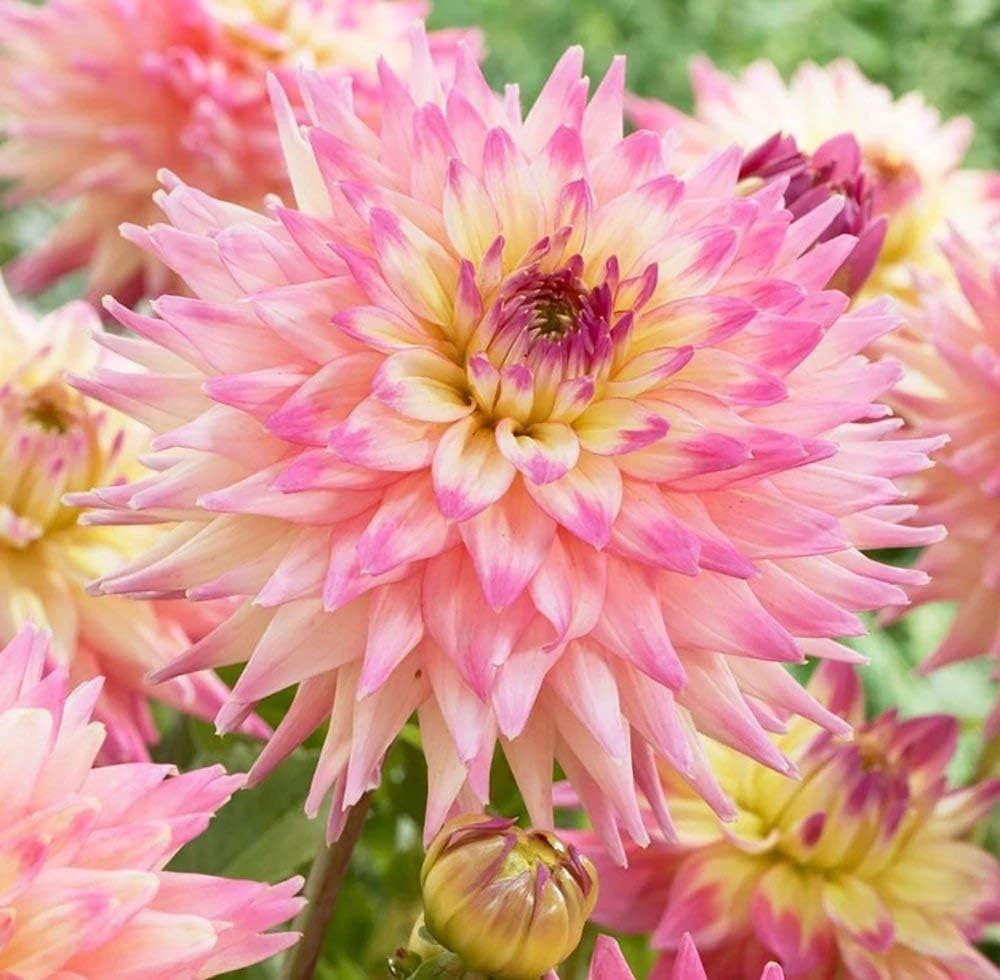 Romantique Decorative Dahlia Root Clump - #1 Size, Blush Blooms - Image 1