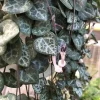 Rosary Vine Live Plant - Ceropegia woodii - String of Hearts - 2.5" Pot - Indoor Houseplant - Image 1