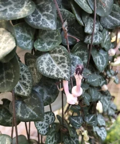 Rosary Vine Live Plant - Ceropegia woodii - String of Hearts - 2.5