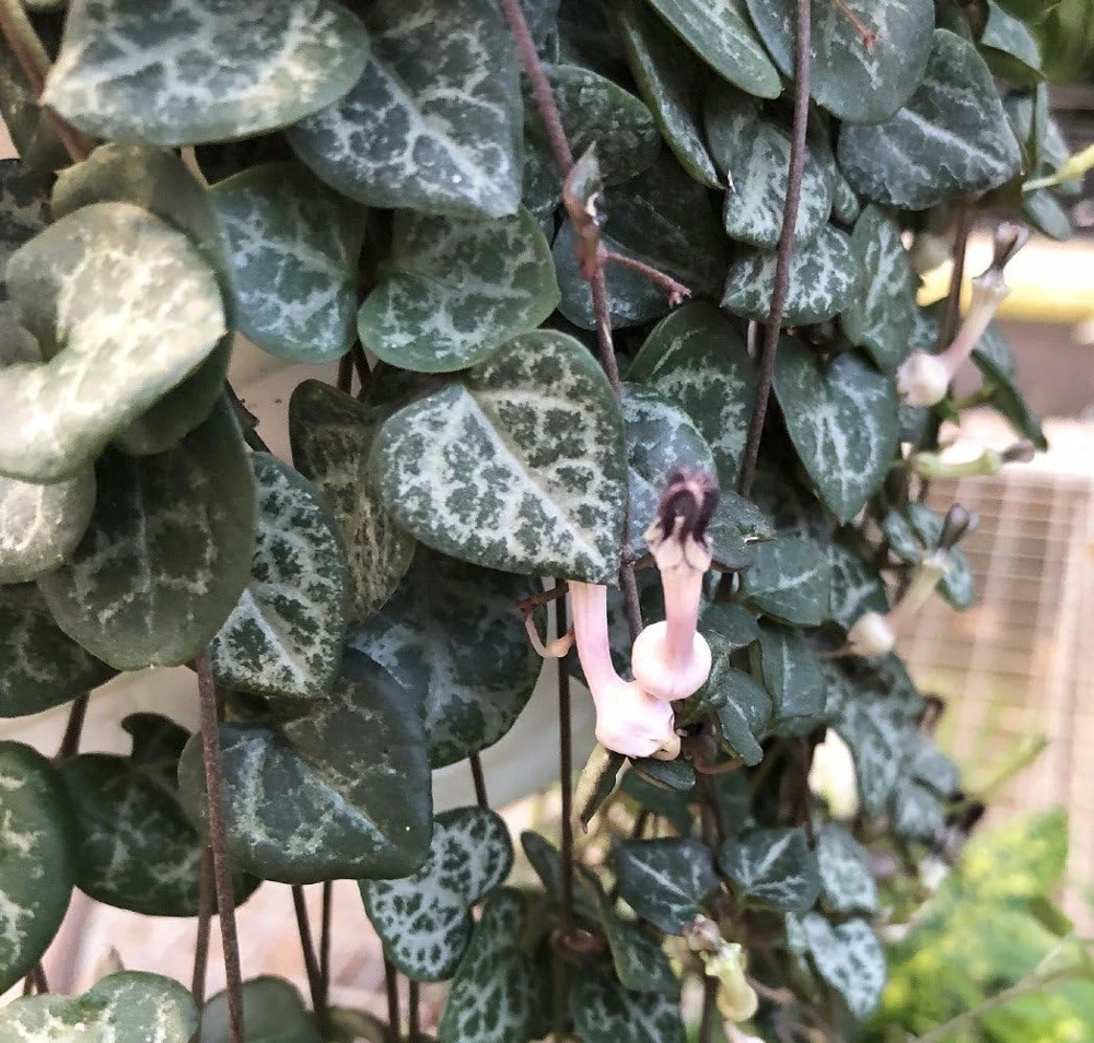 Rosary Vine Live Plant - Ceropegia woodii - String of Hearts - 2.5" Pot - Indoor Houseplant - Image 1