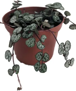 Rosary Vine Live Plant - Ceropegia woodii - String of Hearts - 2.5" Pot - Indoor Houseplant - Image 2