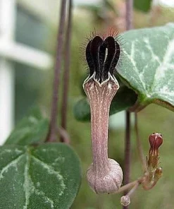Rosary Vine Live Plant - Ceropegia woodii - String of Hearts - 2.5