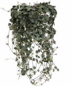 Rosary Vine Live Plant - Ceropegia woodii - String of Hearts - 2.5