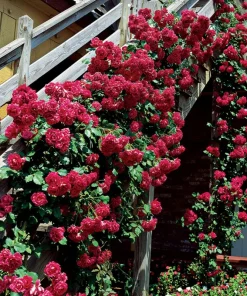Rose Flower Seeds & Cuttings - Grow Your Own Beautiful Roses, Various Quantities - Image 2