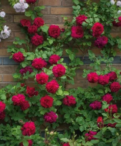 Rose Flower Seeds & Cuttings - Grow Your Own Beautiful Roses, Various Quantities - Image 3