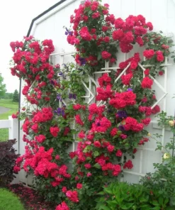 Rose Flower Seeds & Cuttings - Grow Your Own Beautiful Roses, Various Quantities - Image 4