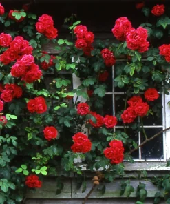 Rose Flower Seeds & Cuttings - Grow Your Own Beautiful Roses, Various Quantities - Image 5