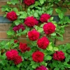 Rose Flower Seeds & Cuttings - Grow Your Own Beautiful Roses, Various Quantities - Image 1