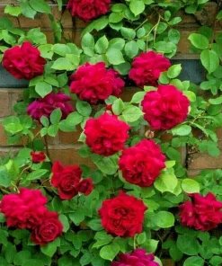 Rose Flower Seeds & Cuttings - Grow Your Own Beautiful Roses, Various Quantities - Image 1