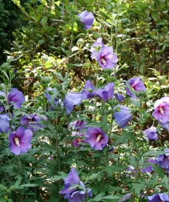 Rose of Sharon Hibiscus Live Plant – Paraplu Violet – 4 inch Pot – Outdoor Shrub - Image 2